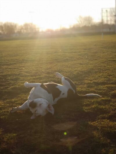 Fritz Port Dog Park - Portage, WI