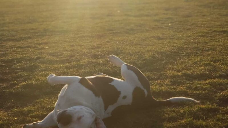 Fritz Port Dog Park - Portage, WI