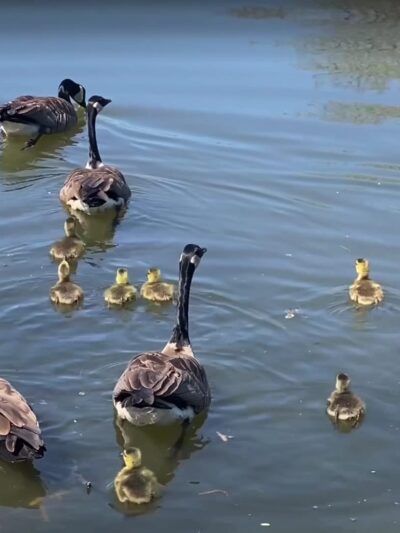 Commonwealth Lake Park - Portland, OR
