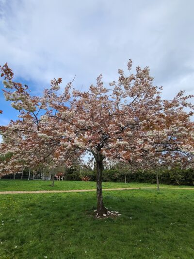 Glenfair Park - Portland, OR