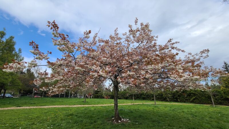 Glenfair Park - Portland, OR