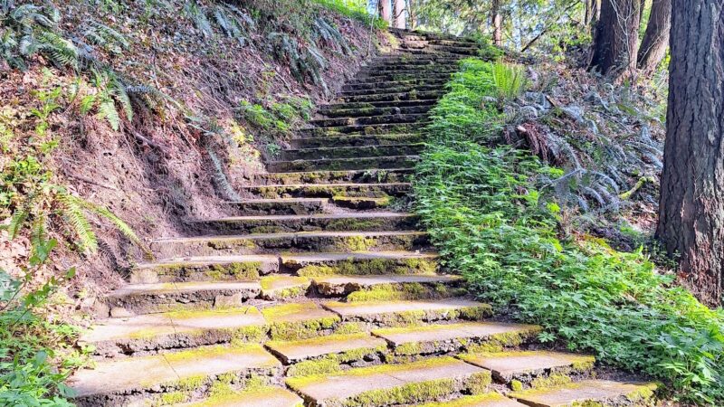 Stearns Canyon Trails / Cloud Forest Walk - Portland, OR