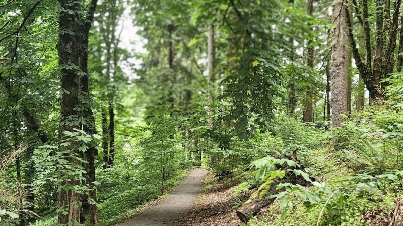 Stearns Canyon Trails / Cloud Forest Walk - Portland, OR