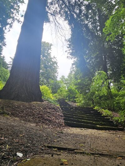 Stearns Canyon Trails / Cloud Forest Walk - Portland, OR