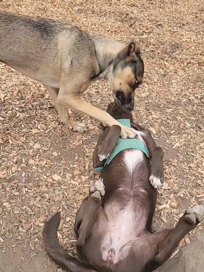 Wallace Park - Portland, OR