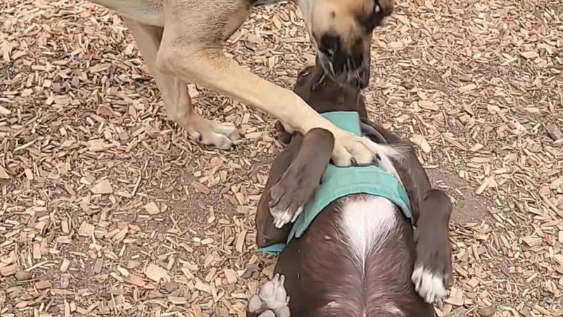 Wallace Park - Portland, OR