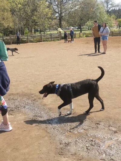 Willamette Park Off-Leash Dog Area - Portland, OR