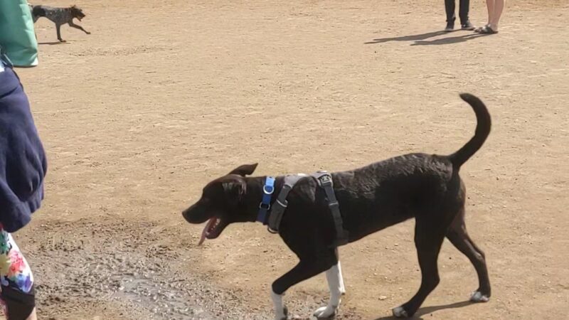 Willamette Park Off-Leash Dog Area - Portland, OR