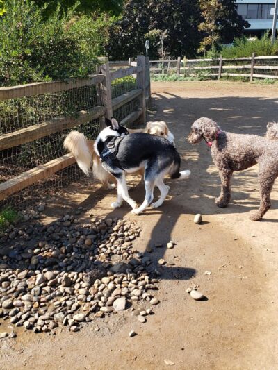 Willamette Park Off-Leash Dog Area - Portland, OR