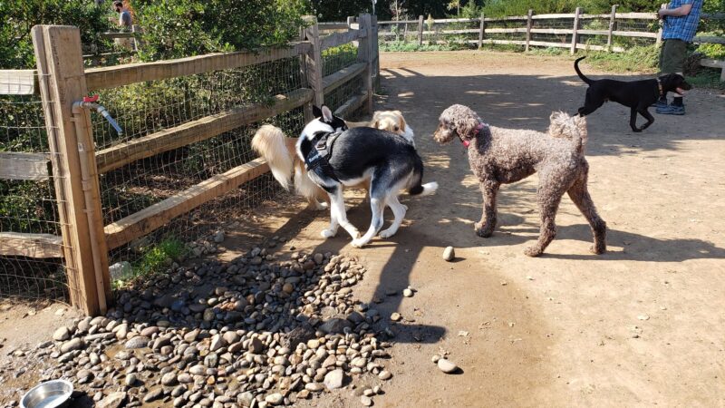 Willamette Park Off-Leash Dog Area - Portland, OR
