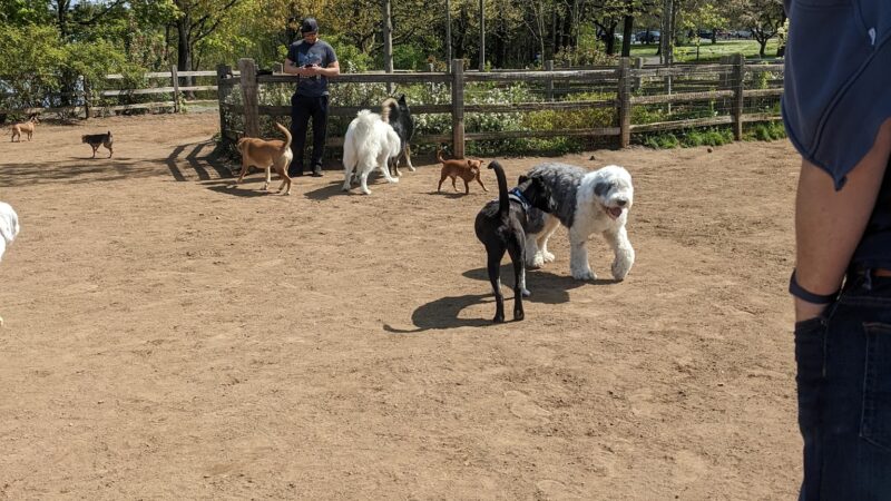 Willamette Park Off-Leash Dog Area - Portland, OR