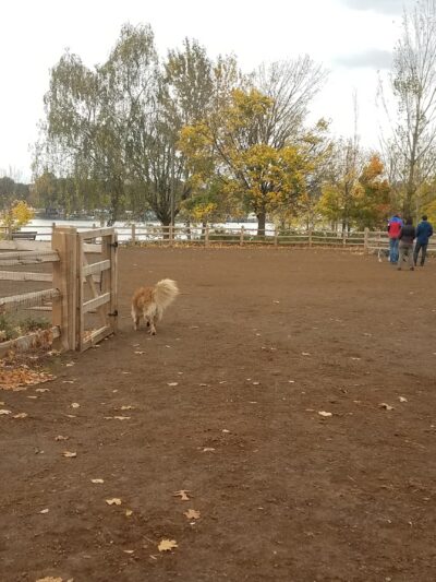 Willamette Park Off-Leash Dog Area - Portland, OR