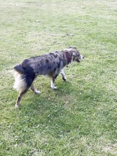 Argay Dog Park Off-Leash Area - Portland, OR