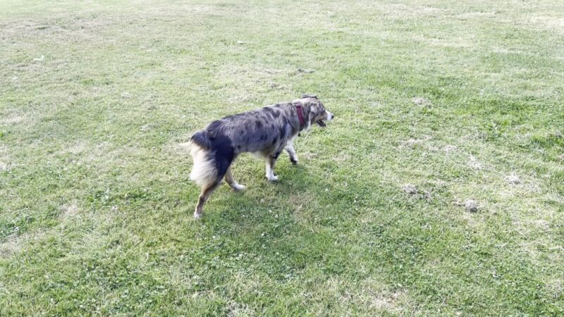 Argay Dog Park Off-Leash Area - Portland, OR