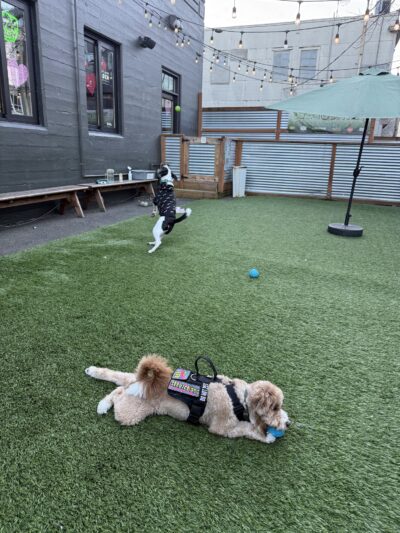 Cycle Dog - Earth Friendly Pet Company Tavern And Dog Park - Portland, OR