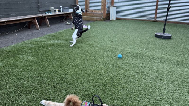 Cycle Dog - Earth Friendly Pet Company Tavern And Dog Park - Portland, OR