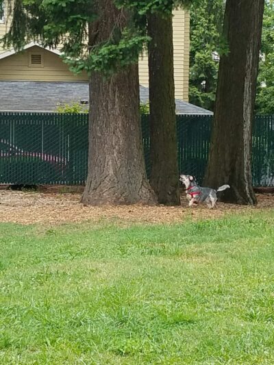 Dog Park - Portland, OR