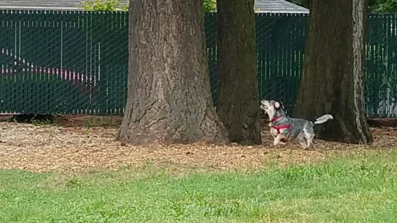 Dog Park - Portland, OR