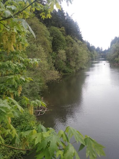 Durham Park Off Leash area - Portland, OR