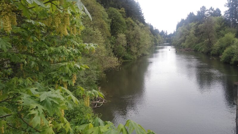 Durham Park Off Leash area - Portland, OR