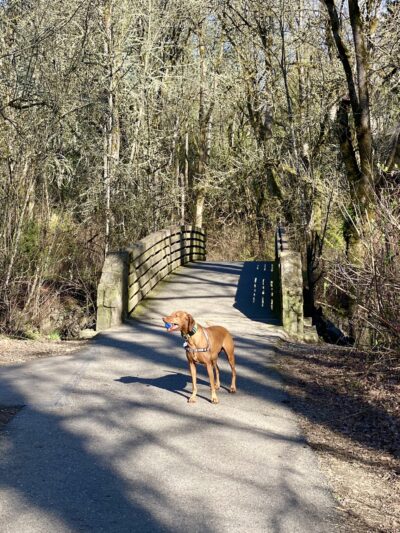 Durham Park Off Leash area - Portland, OR