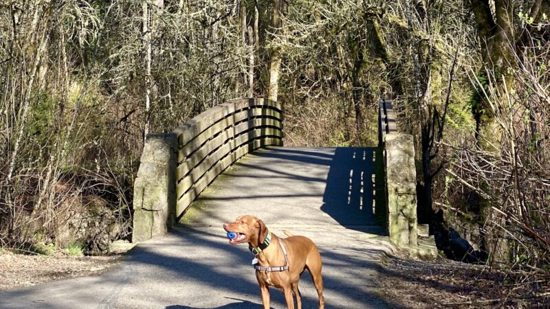 Durham Park Off Leash area - Portland, OR