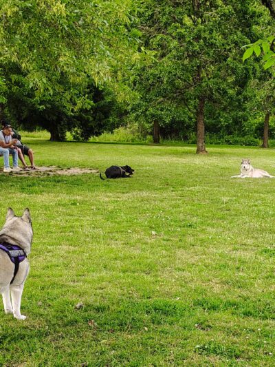 Durham Park Off Leash area - Portland, OR