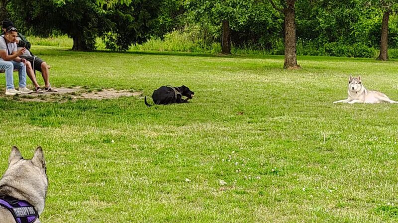 Durham Park Off Leash area - Portland, OR