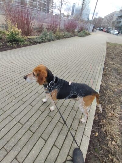Fenced Off-Leash Dog Area - Portland, OR