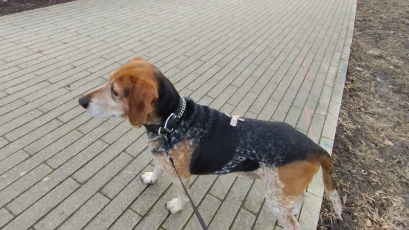 Fenced Off-Leash Dog Area - Portland, OR
