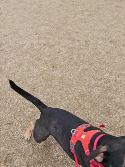 Fenced Off-Leash Dog Area - Portland, OR