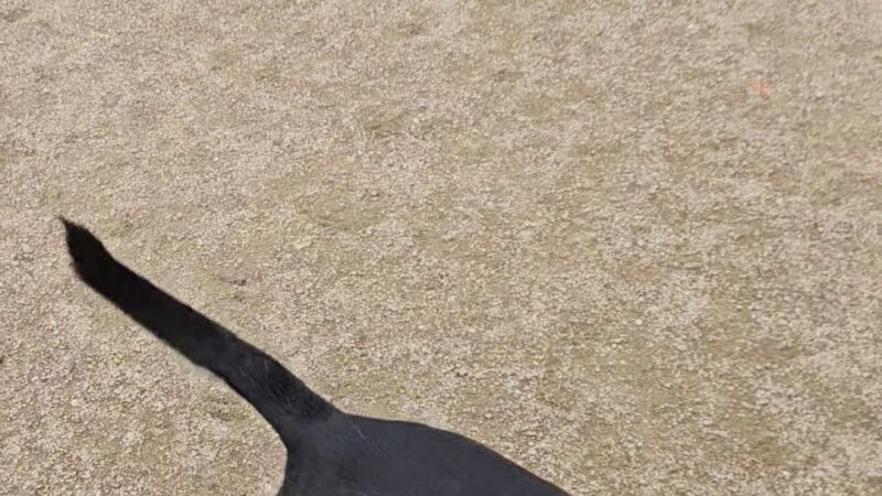 Fenced Off-Leash Dog Area - Portland, OR