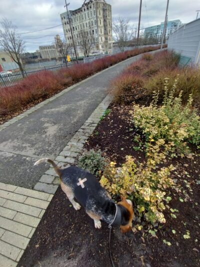 Fenced Off-Leash Dog Area - Portland, OR