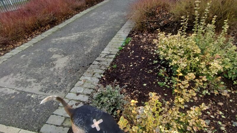 Fenced Off-Leash Dog Area - Portland, OR
