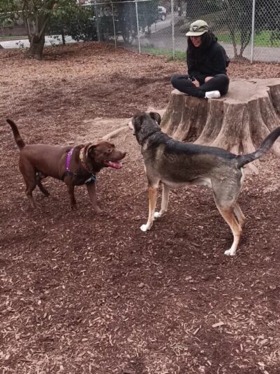 Fenced Off-Leash Dog Park - Portland, OR