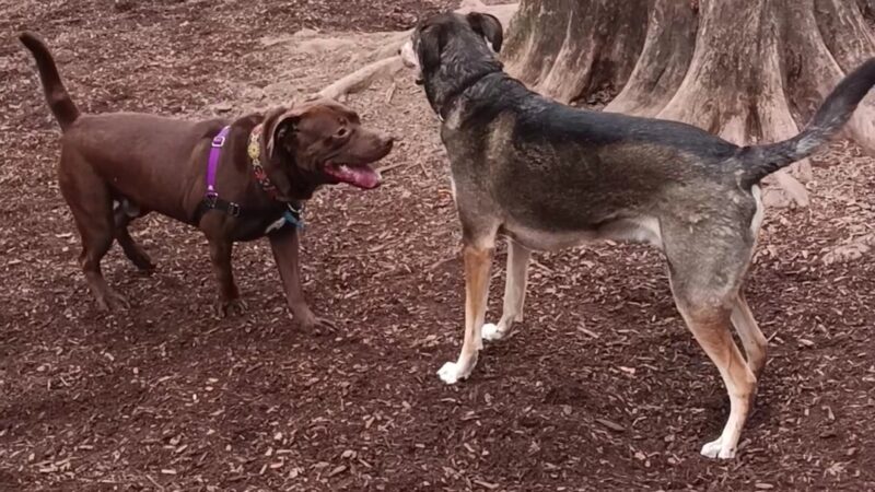 Fenced Off-Leash Dog Park - Portland, OR