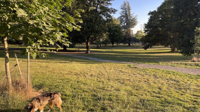 Fenced Off-Leash Dog Park - Portland, OR