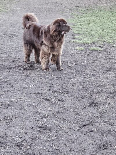 Fenced Off-Leash Dog Park - Portland, OR