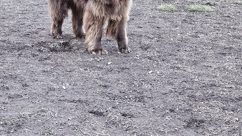Fenced Off-Leash Dog Park - Portland, OR