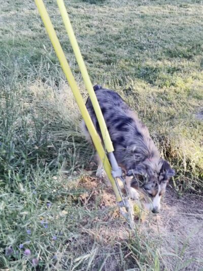 Fenced Off-Leash Dog Park - Portland, OR