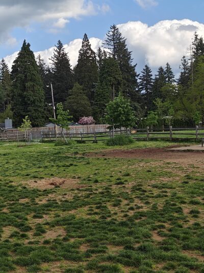 Fenced Off-Leash Dog Park - Portland, OR