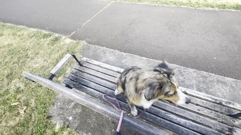 Fenced Off-Leash Dog Park - Portland, OR