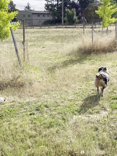 Fenced Off-Leash Dog Park - Portland, OR