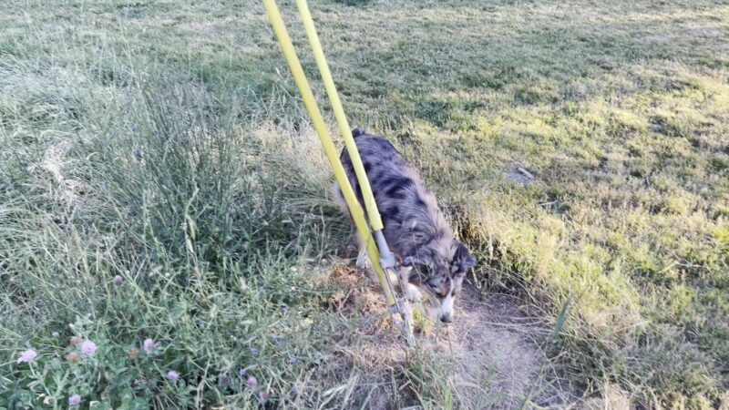 Fenced Off-Leash Dog Park - Portland, OR