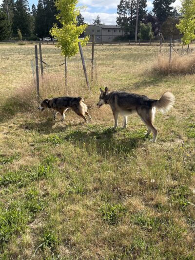 Fenced Off-Leash Dog Park - Portland, OR