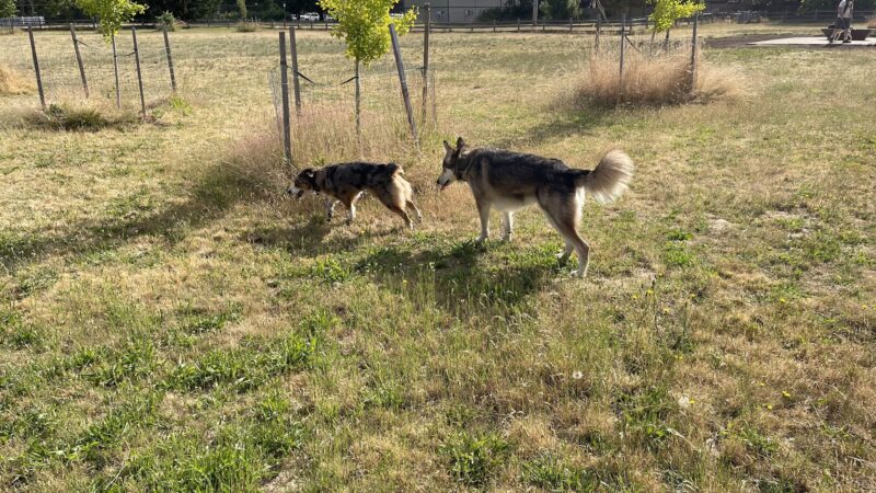 Fenced Off-Leash Dog Park - Portland, OR