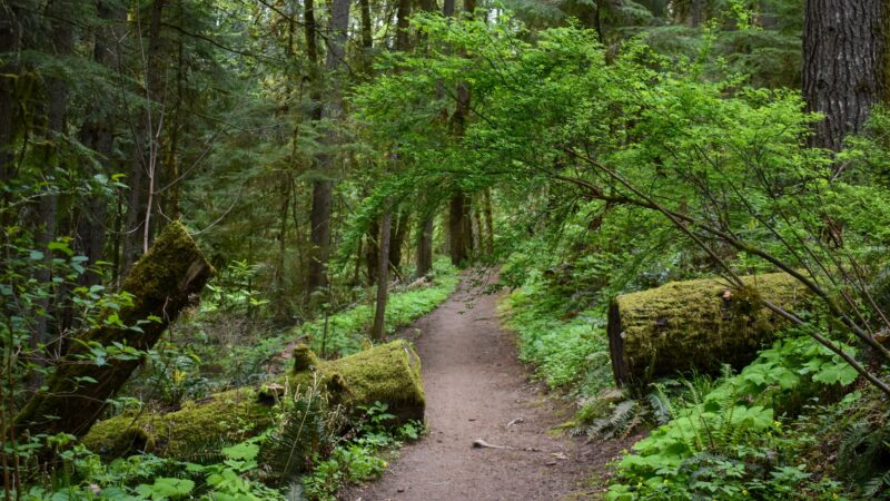 Forest Park - Portland, OR