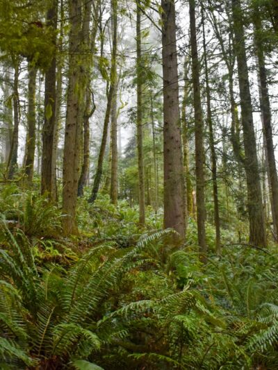 Forest Park - Portland, OR