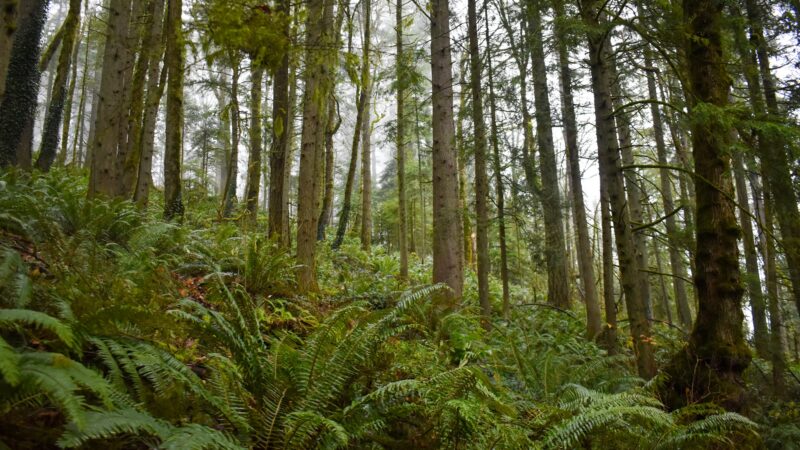 Forest Park - Portland, OR