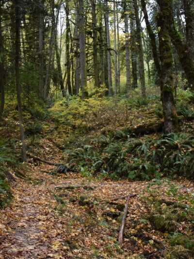 Forest Park - Portland, OR